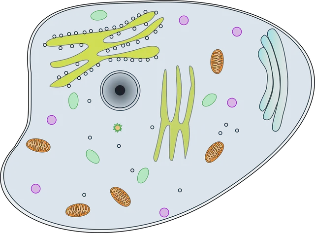 logo_seliga_microscopes