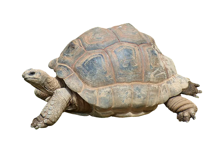 ExtremActive – Czołgi